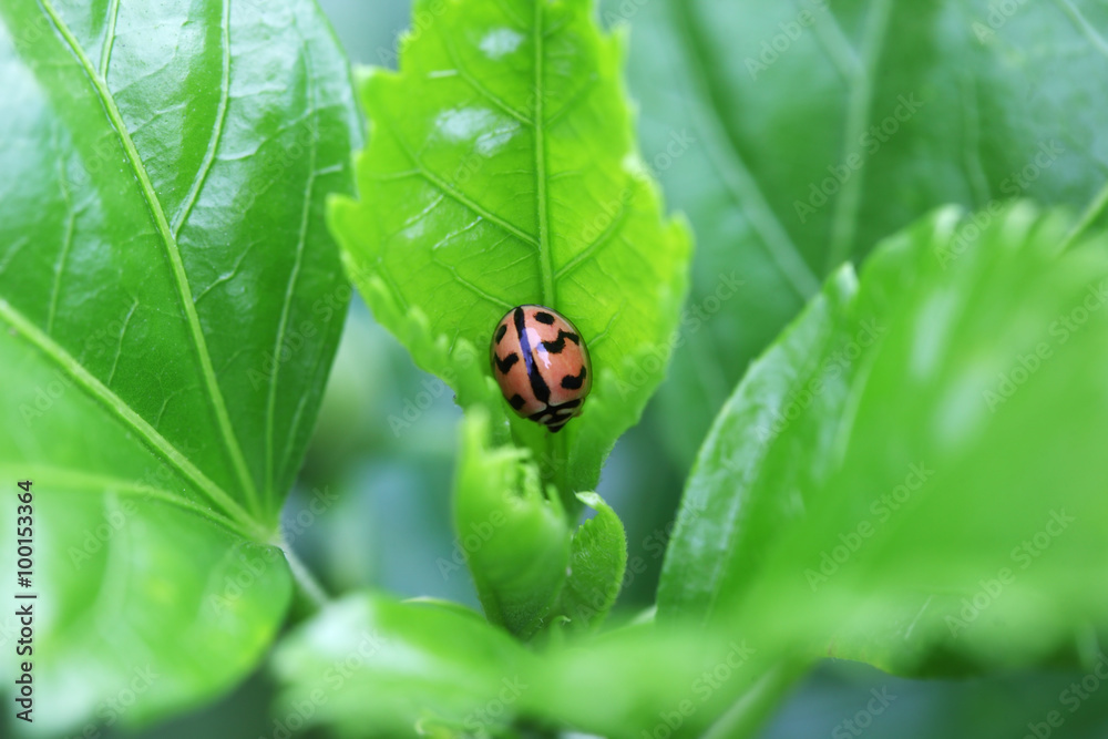 ladybug on green leaf ladybug on green leaf