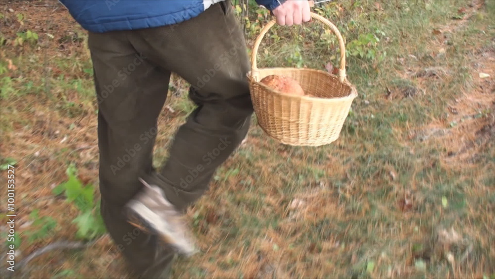 Man with basket walks through forest looking for wild mushrooms 2. Man with basket walks through forest looking for wild mushrooms 2.