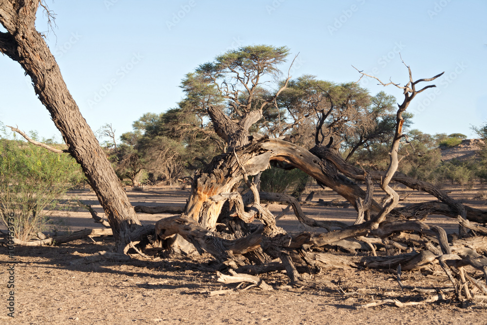 Dead tree in the Auob River, Namibia