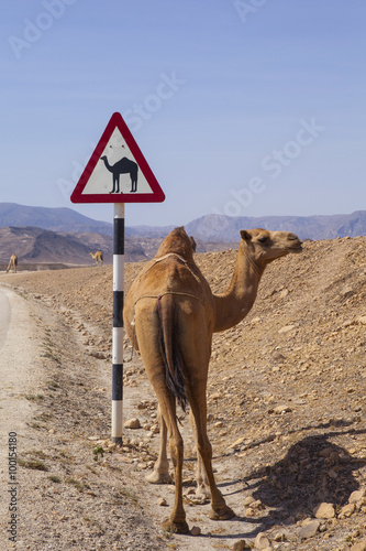 Camel crossing road sign in Oman road