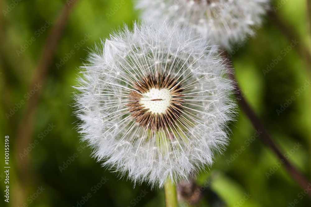 Fototapeta premium ripened dandelion. close up