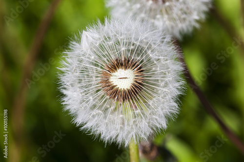 ripened dandelion. close up