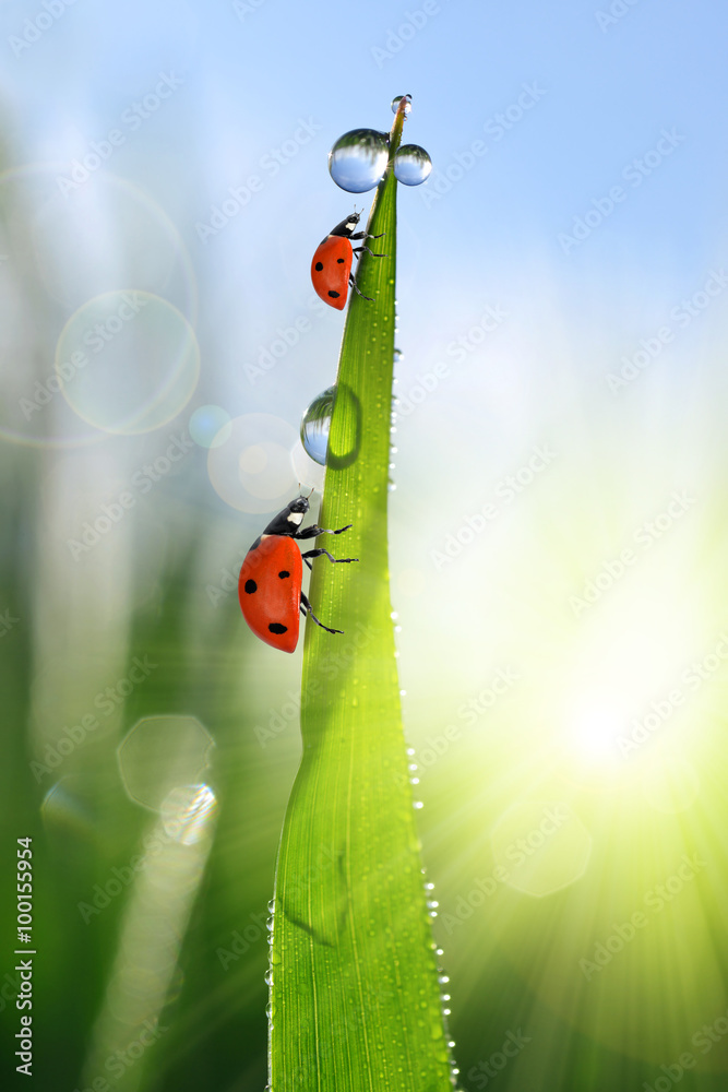 Obraz premium Fresh green grass with dew drops and ladybirds closeup