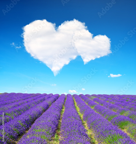 Fototapeta Naklejka Na Ścianę i Meble -  Lavender flower blooming scented fields and blue sky with a white clouds in the form of heart. Valentines day.
