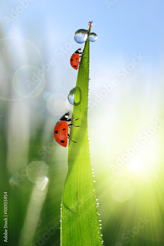 Fresh green grass with dew drops and ladybirds closeup