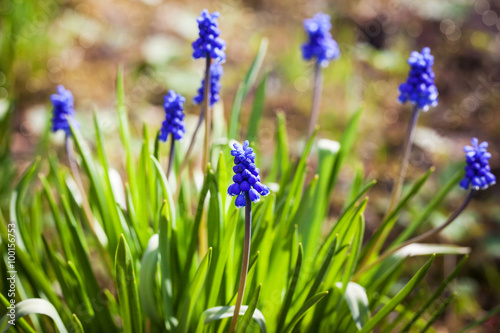 Spring blue flowers muscari or murine hyacinth