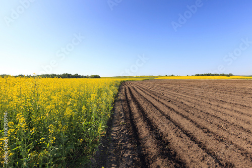 Agriculture . rapeseed field