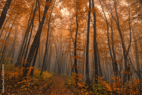 Autumn fantasy © Yakov