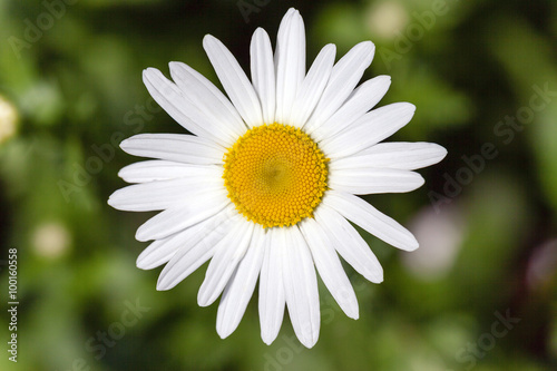 white daisy.  bloom