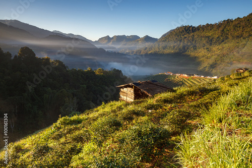 Tea plantation in the Doi Ang Khang, Chiang Mai, Thailand photo