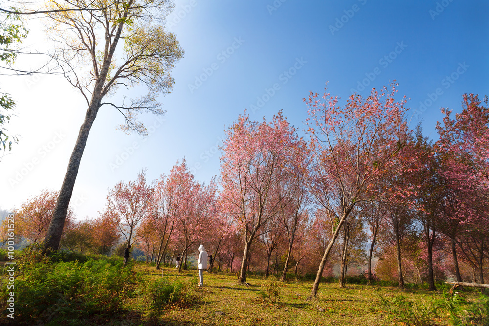 Morning sunrise branch with pink sakura blossoms in Phu Lom Lo,L