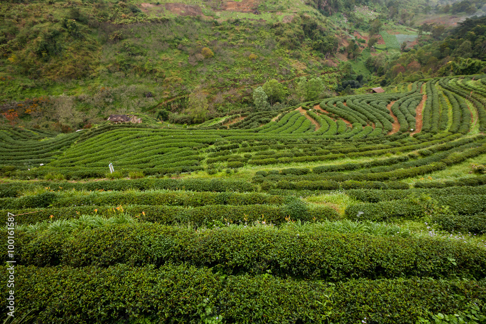 Tea plantation in the Doi Ang Khang, Chiang Mai, Thailand Tea plantation in the Doi Ang Khang, Chiang Mai, Thailand