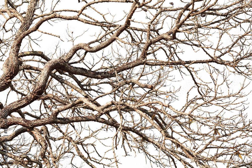 Obraz premium Tree twigs with bare trunks and branches..