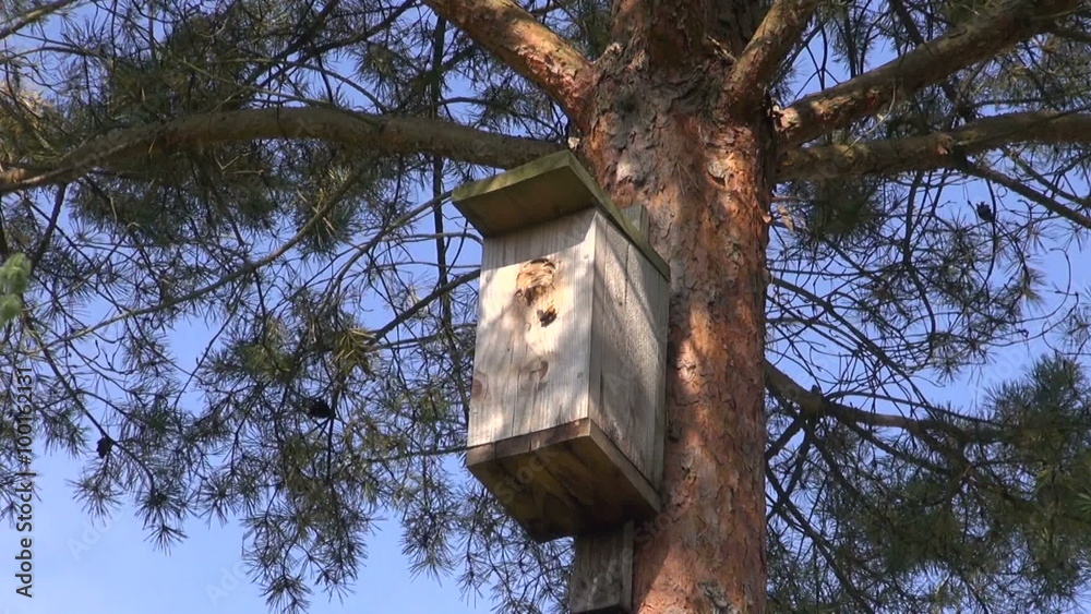 Wasp nest in bird nesting-box nailed to the pine tree in the garden