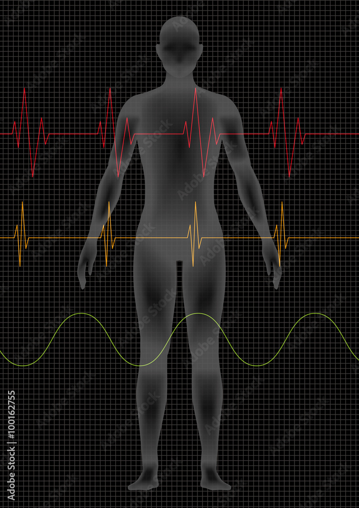 human body silhouette and vital sign waveforms, vector illustration ...