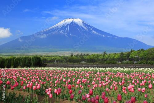 富士山とチューリップ畑