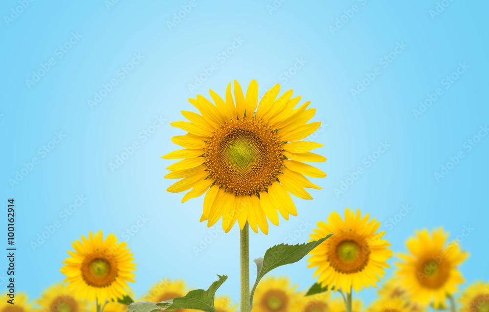sunflower on  blue background