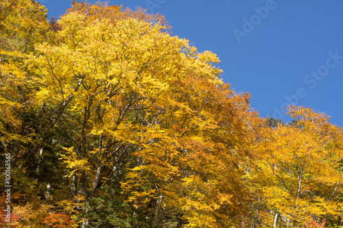 安曇のヤシャブシの木他の黄葉 © varts