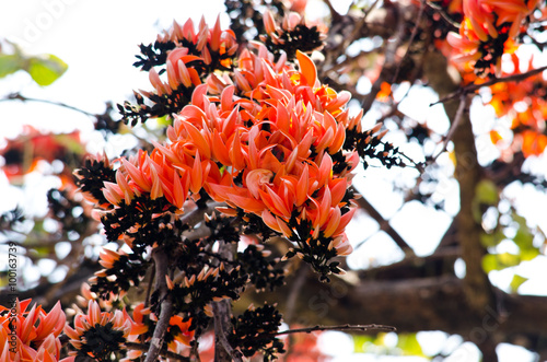 Bastard Teak Flower photo