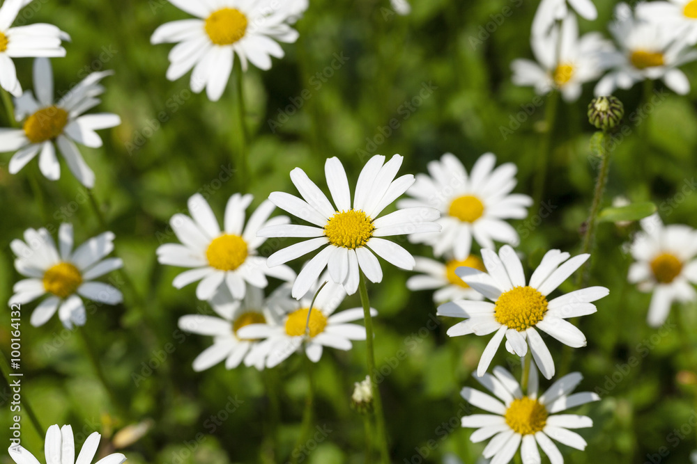 white daisy   flowers.