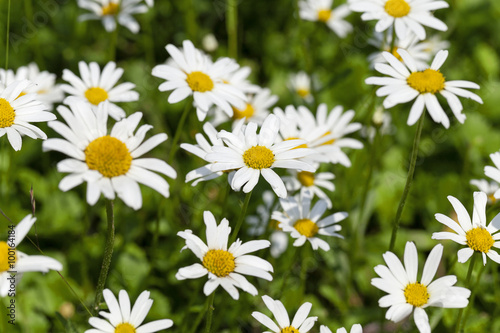 white daisy flowers.
