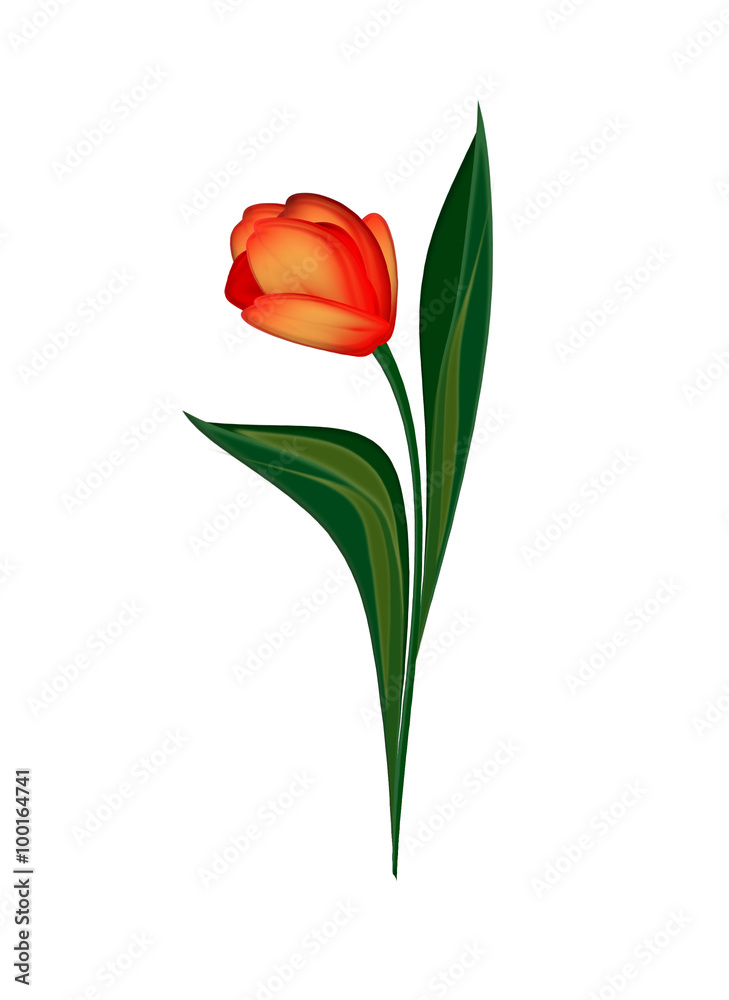 spring flowers tulips isolated on white background spring flowers tulips isolated on white background