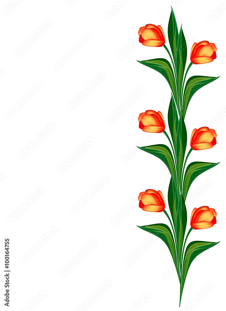 spring flowers tulips isolated on white background