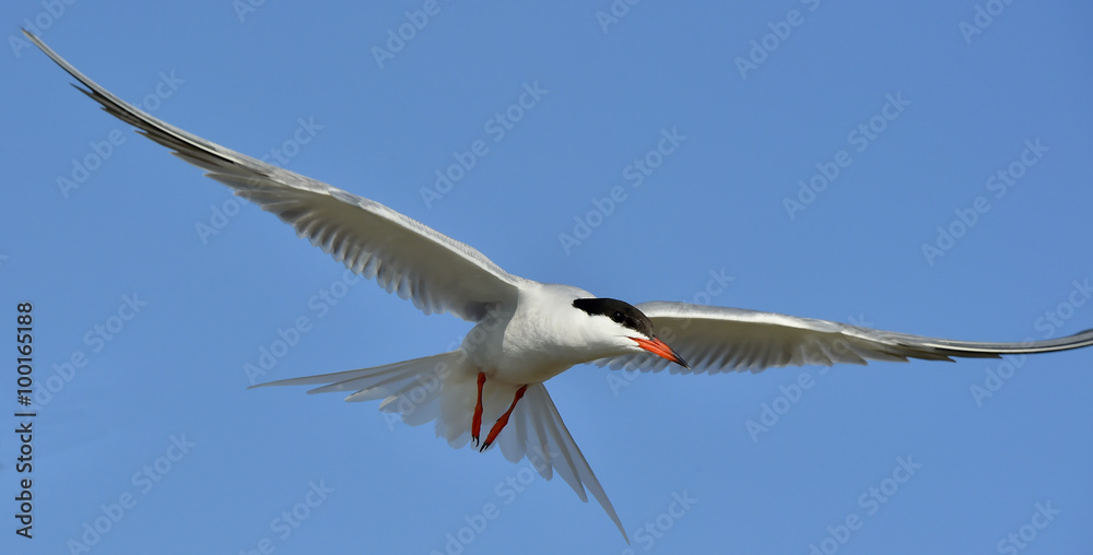 Obraz premium Adult common tern in flight on the blue sky background. Blue Sky background