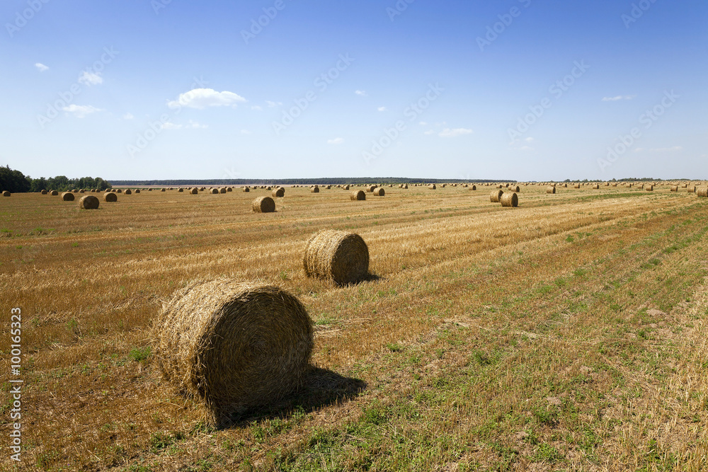 bales of hay 
