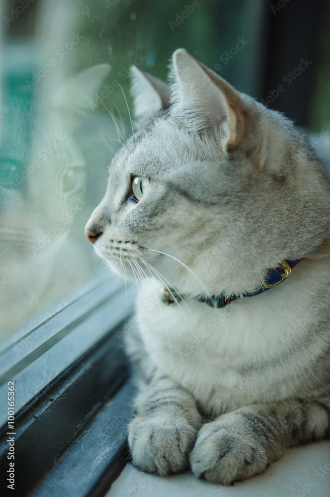 Cat sitting on a windowsill and looking out the window