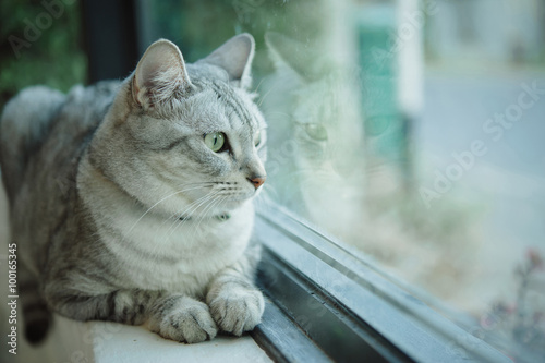 Cat sitting on a windowsill and looking out the window