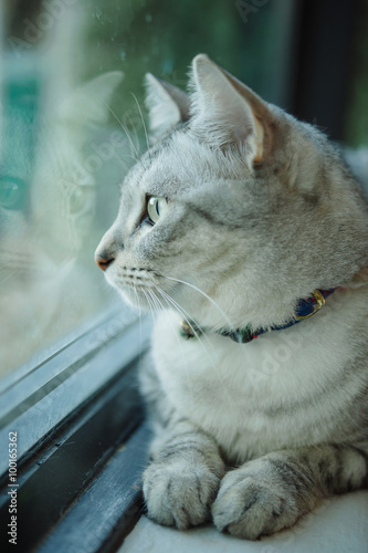 Obraz na płótnie Cat sitting on a windowsill and looking out the window w salonie