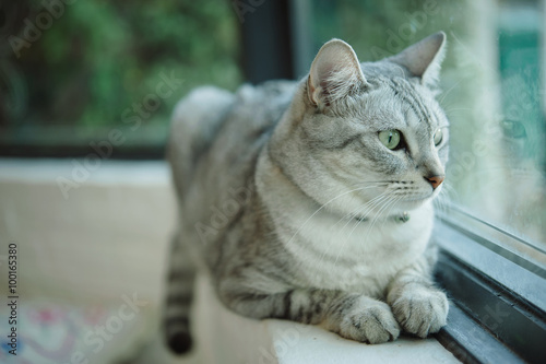 Obraz na płótnie Cat sitting on a windowsill and looking out the window w salonie