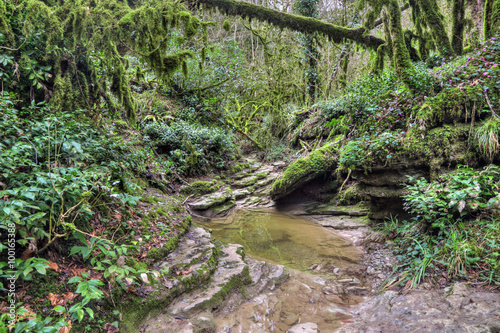 Yew-tree grove  Khosta district  Sochi  Russia