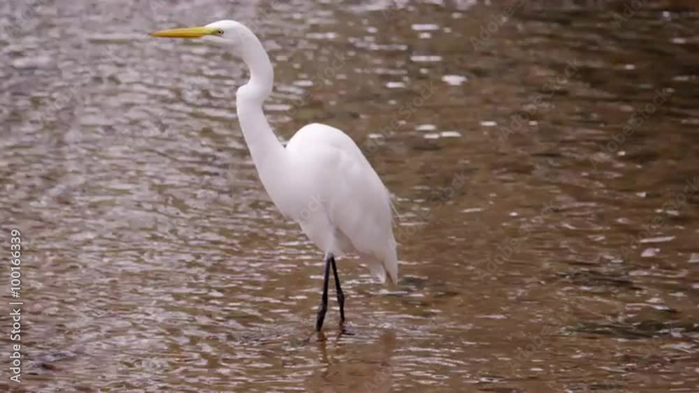 Static shot of big white bird in water. Static shot of big white bird in water.