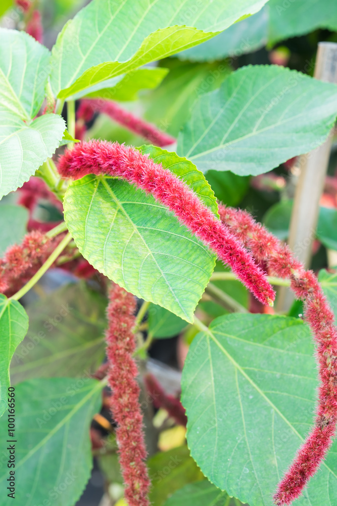 Close up Chenille plant(Acalypha hispida) in a garden Close up Chenille plant(Acalypha hispida) in a garden