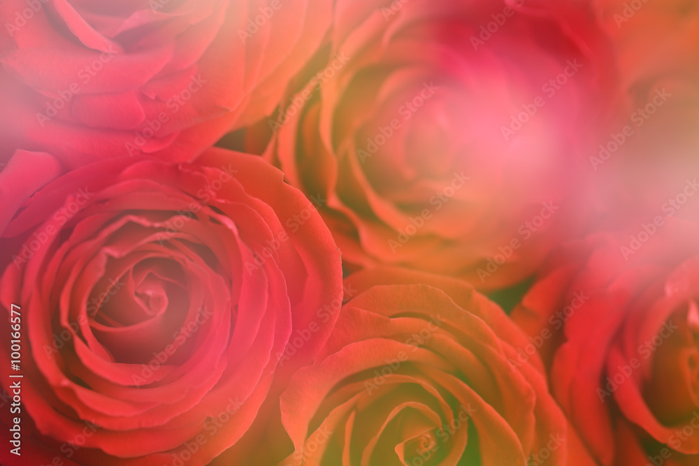 Naklejka premium Red Roses