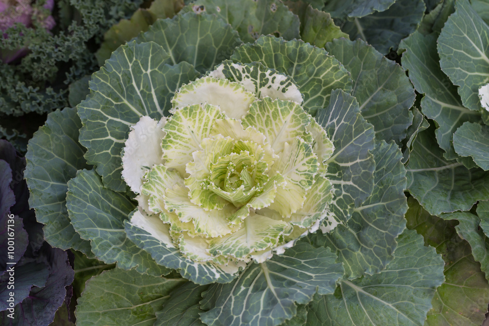 Decorative cabbage or kale, decorative cabbage Decorative cabbage or kale, decorative cabbage