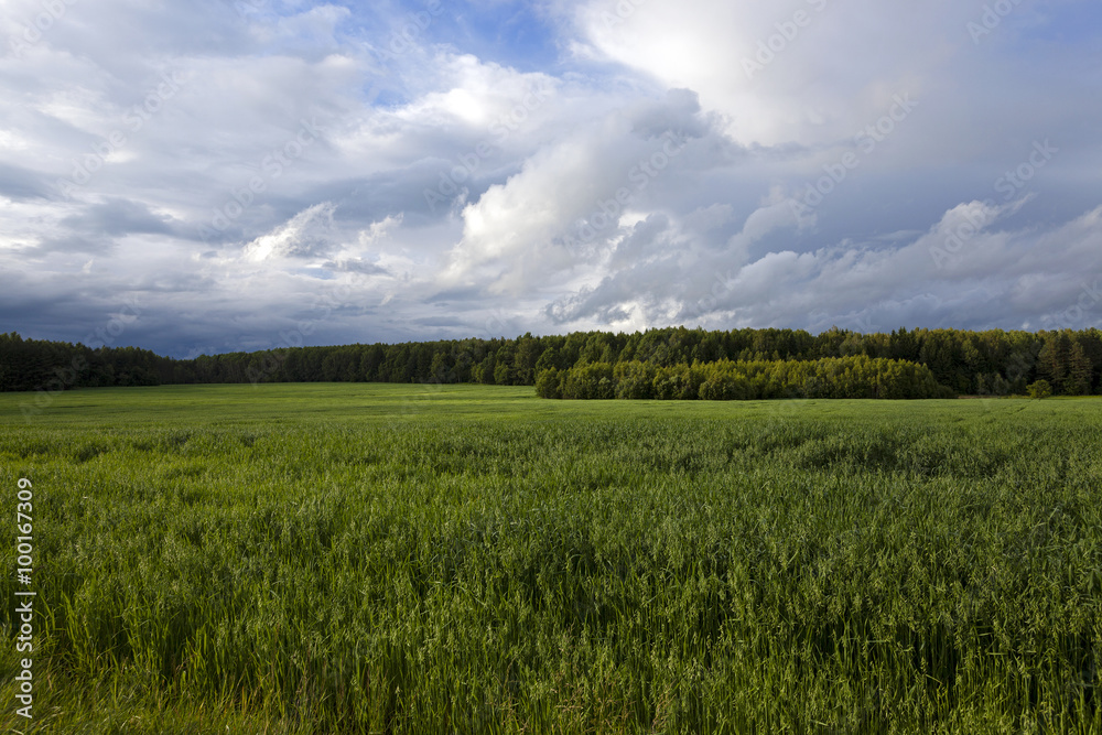 Agricultural field on which grow oats Agricultural field on which grow oats