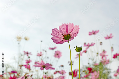cosmos flower in the garden © leisuretime70