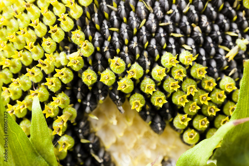 Quadro em tela corolla Sunflower  , close-up