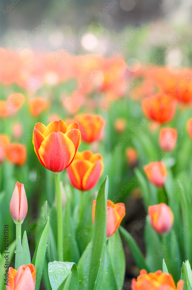 tulip field in beautiful garden