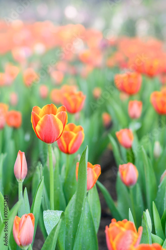 Fototapeta Naklejka Na Ścianę i Meble -  tulip field in beautiful garden