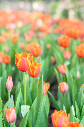 Fototapeta Naklejka Na Ścianę i Meble -  tulip field in beautiful garden