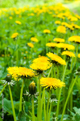 Blossom dandelions lawn, vertical view with diminishing perspective