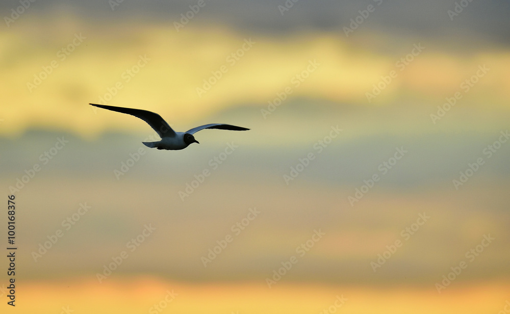 Naklejka premium Black-headed Gull (Larus ridibundus) flying on sunset. Natural sunset red sky background,