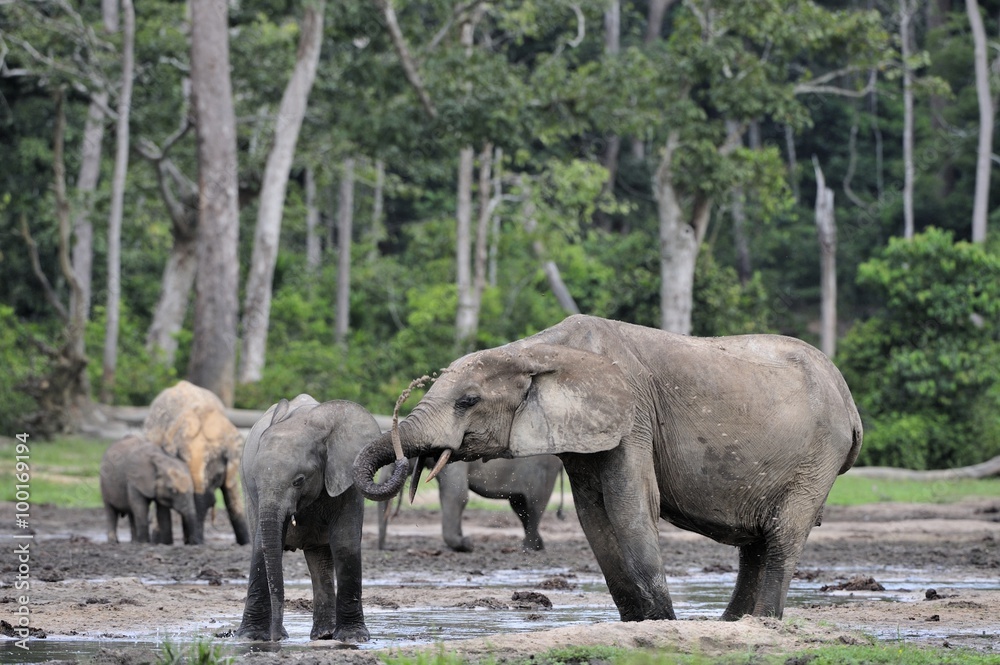 Fototapeta premium African Forest Elephant, Loxodonta africana cyclotis, of Congo Basin. At the Dzanga saline (a forest clearing) Central African Republic, Sangha-Mbaere, Dzanga Sangha