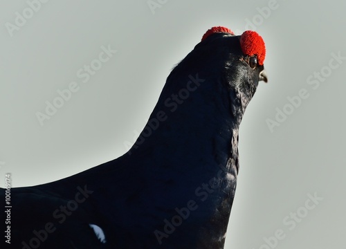 Portrait of a lekking black grouse (Tetrao tetrix) photo