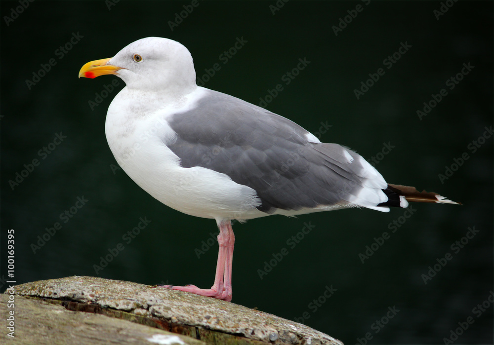 Obraz premium Northern Gull on California Coast 