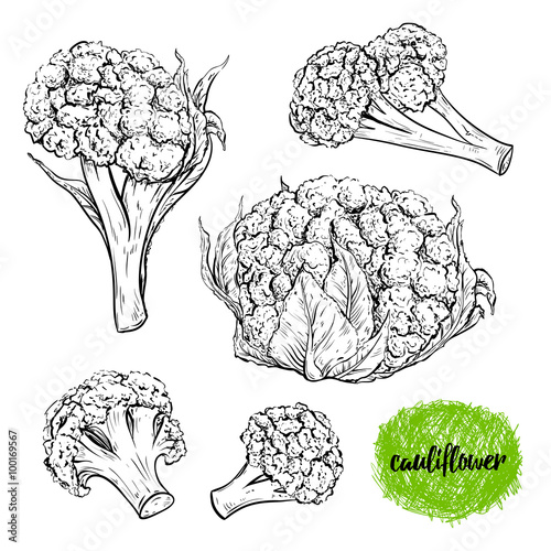 Cauliflower. Vintage collection of cauliflower in different angles. Isolated elements. Black and white hand drawn vector illustration photo